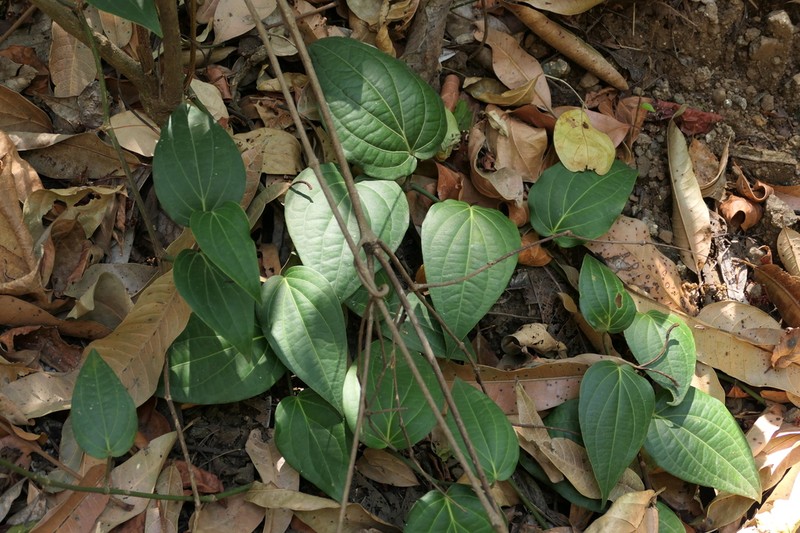 Piper dravidii