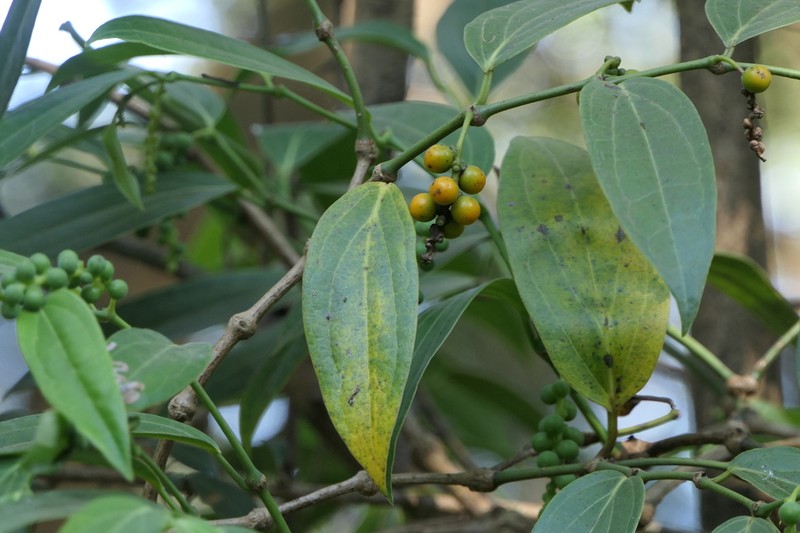 Piper dravidii photo 2