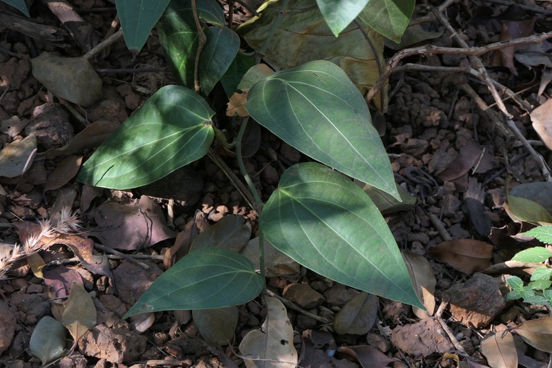 Piper dravidii photo 3