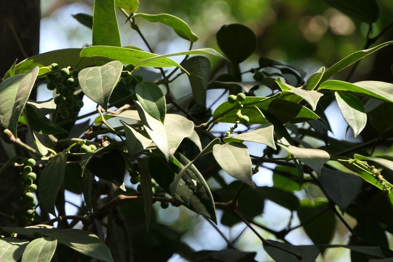 Piper dravidii photo 4