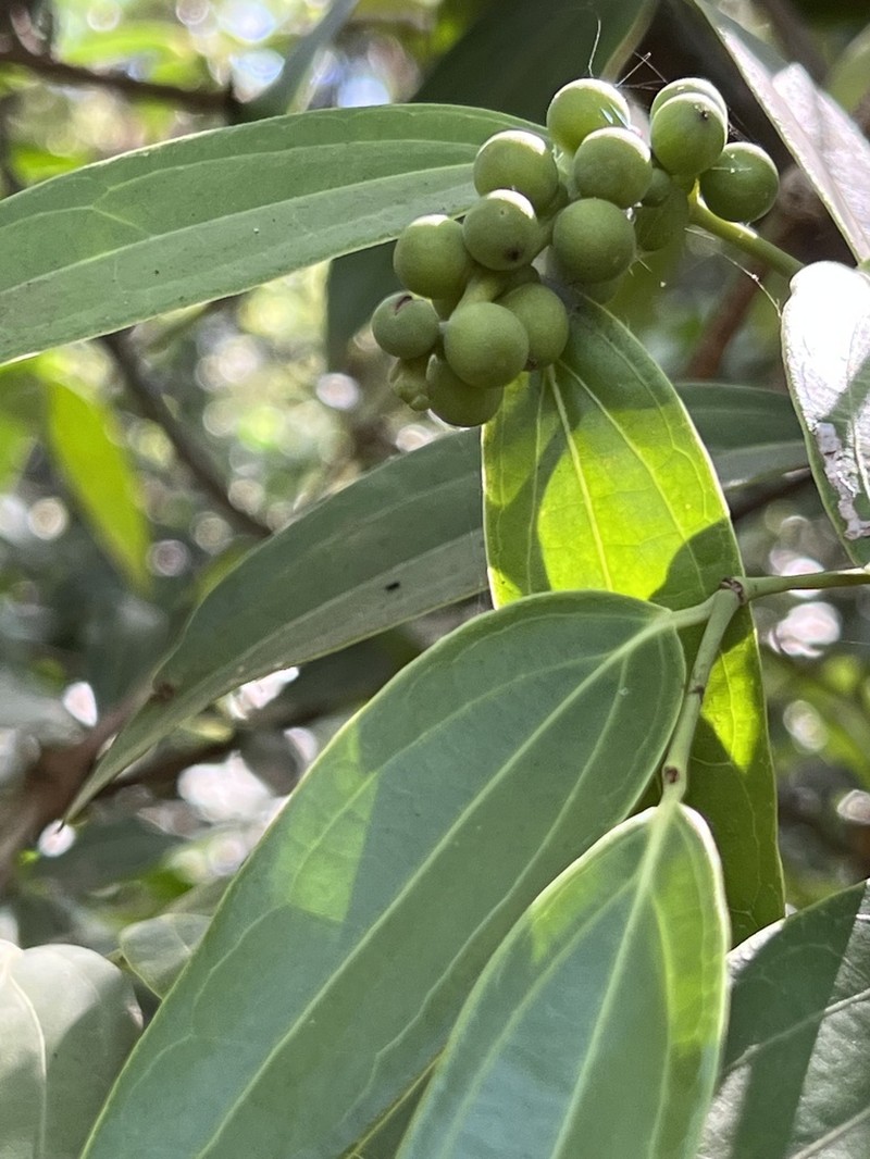 Piper dravidii photo 5
