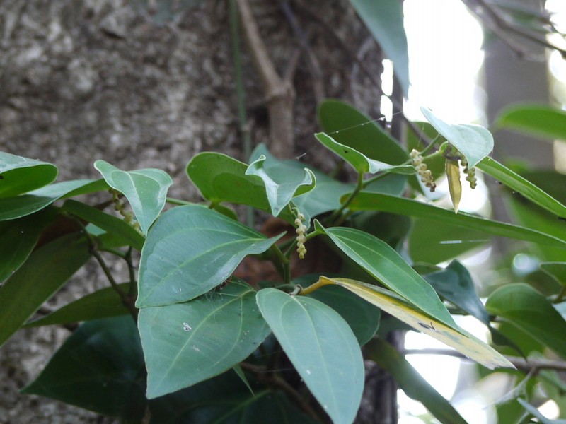 Piper dravidii photo 6