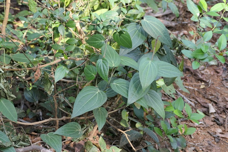 Piper dravidii photo 8