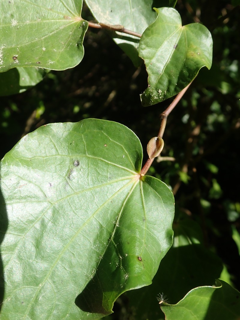 Piper excelsum subsp. excelsum