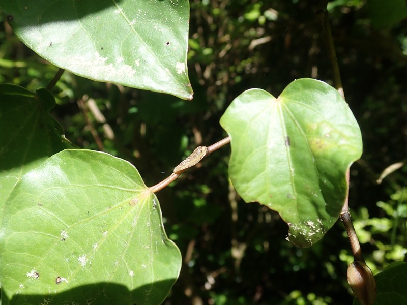 Piper excelsum subsp. excelsum photo 2