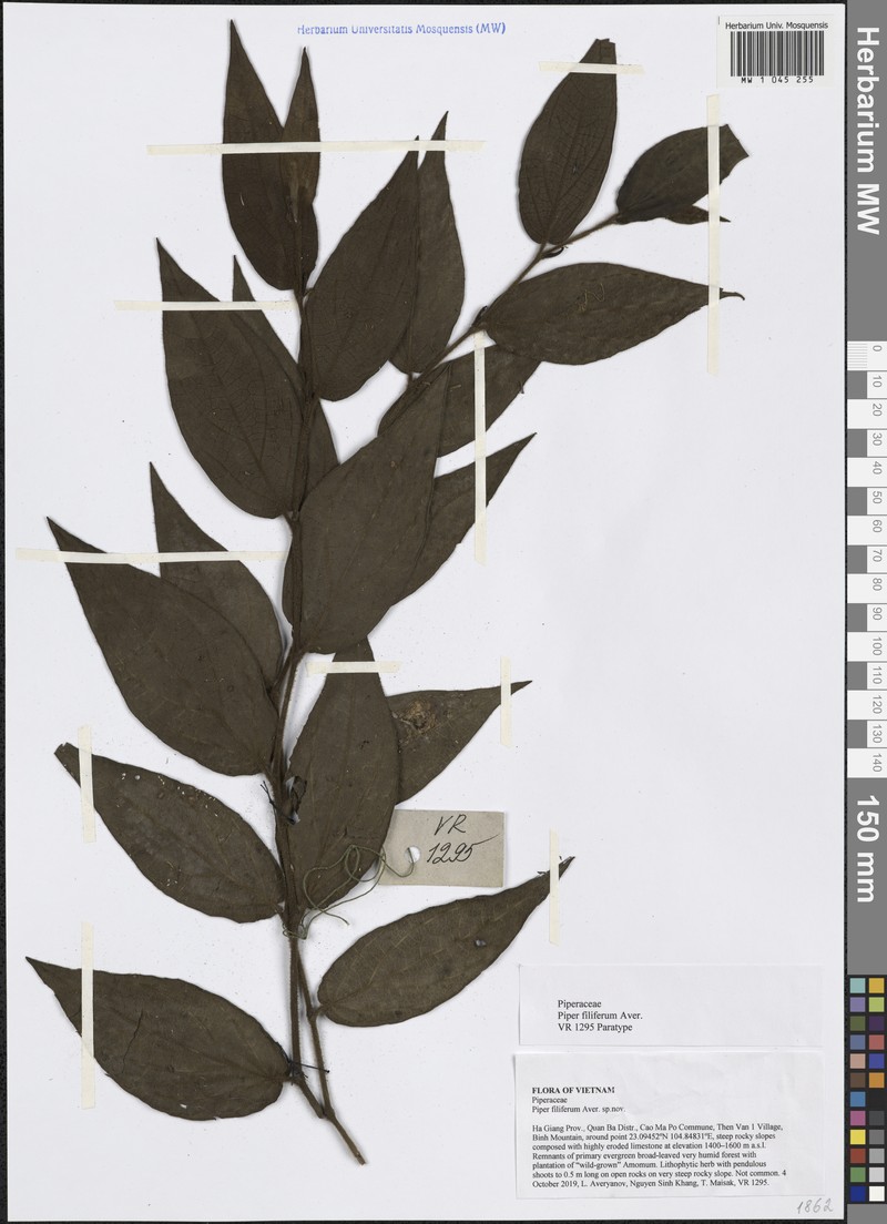 Piper filiferum