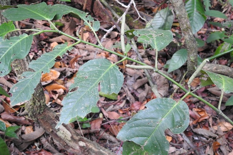Guyanese Pepper