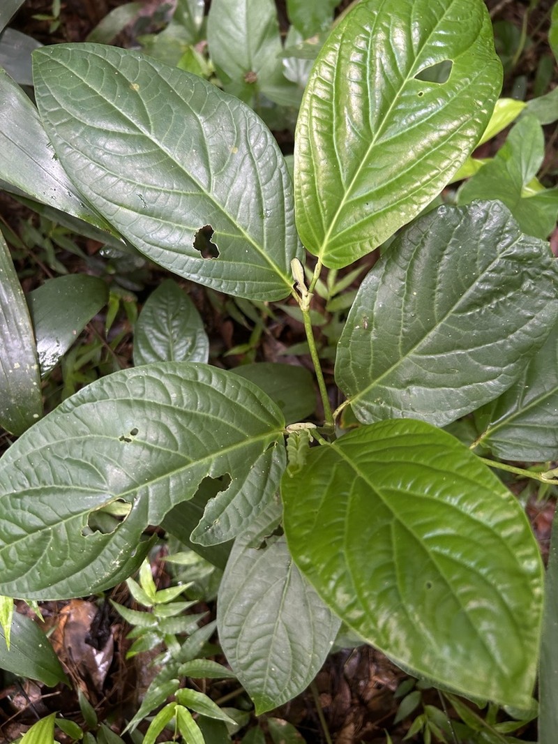 Guyanese Pepper photo 2