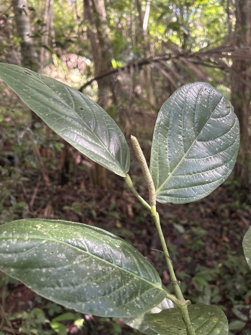 Guyanese Pepper photo 3