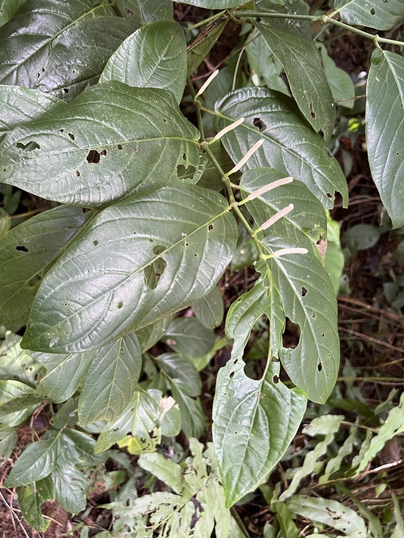 Guyanese Pepper photo 4