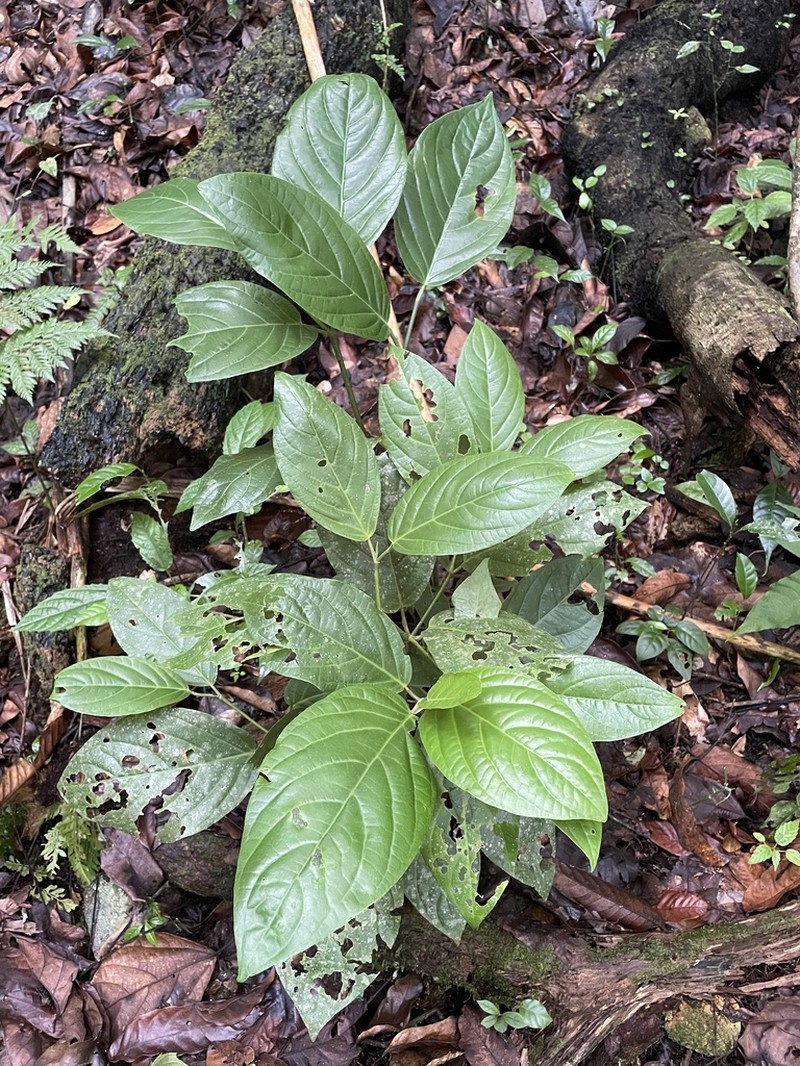 Guyanese Pepper photo 5