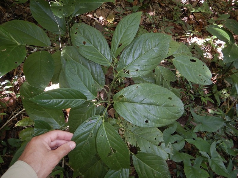 Guyanese Pepper photo 6
