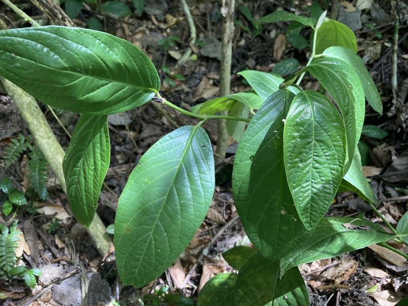 Guyanese Pepper photo 7