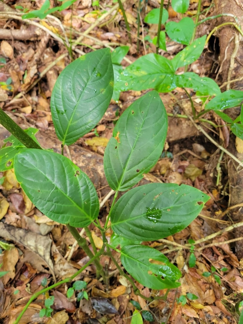 Guyanese Pepper photo 8
