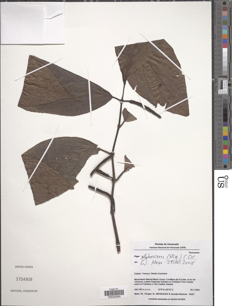 Piper glabrescens var. glabrescens