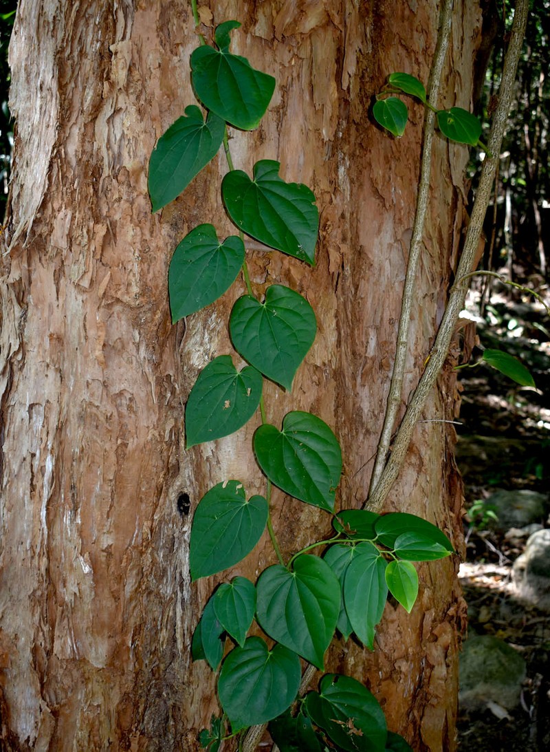 Piper hederaceum var. hederaceum