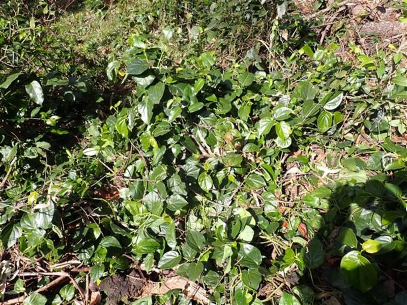 Piper hederaceum var. hederaceum photo 2