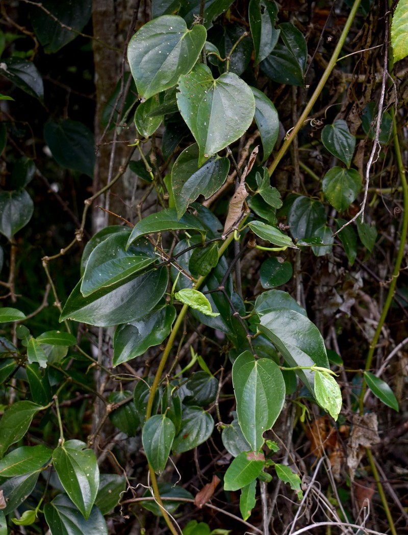 Piper hederaceum var. hederaceum photo 3
