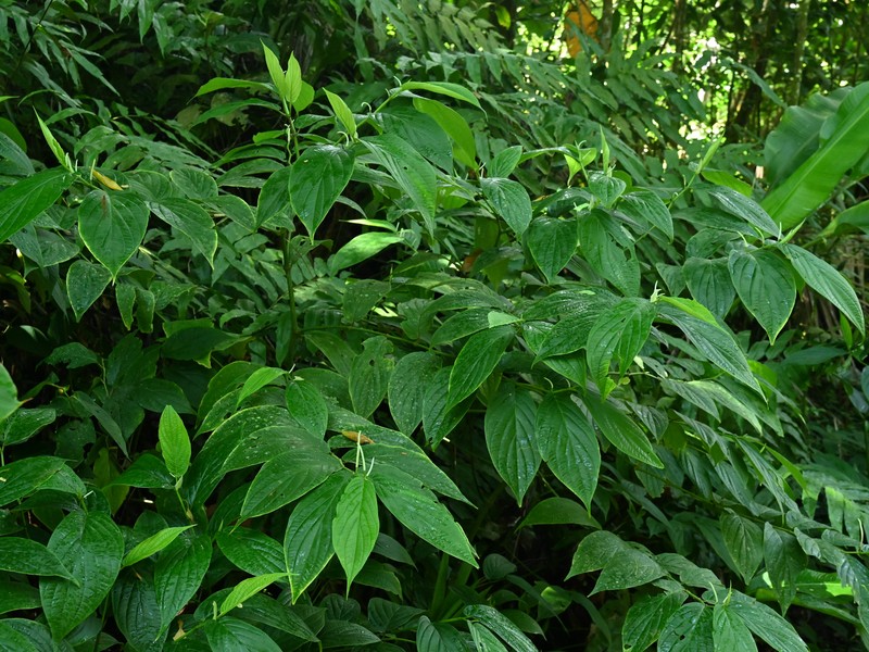 Jamaican Pepper photo 2