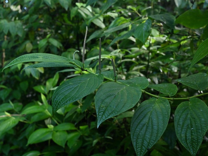 Jamaican Pepper photo 3