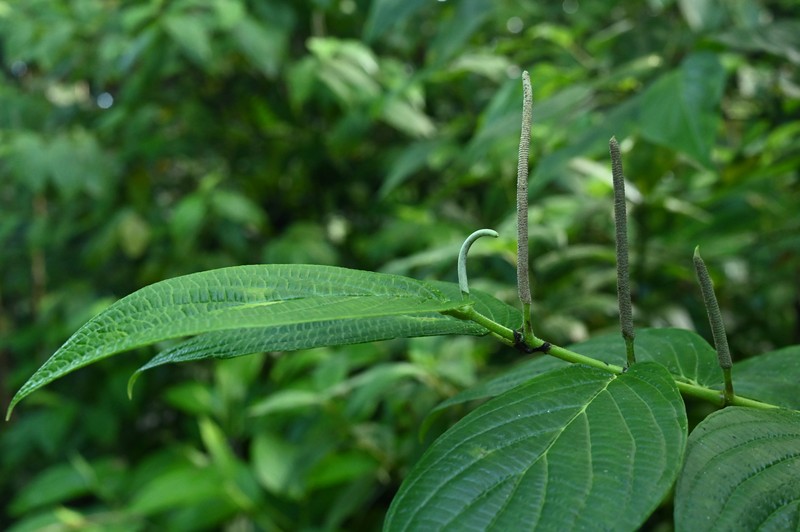 Jamaican Pepper photo 4