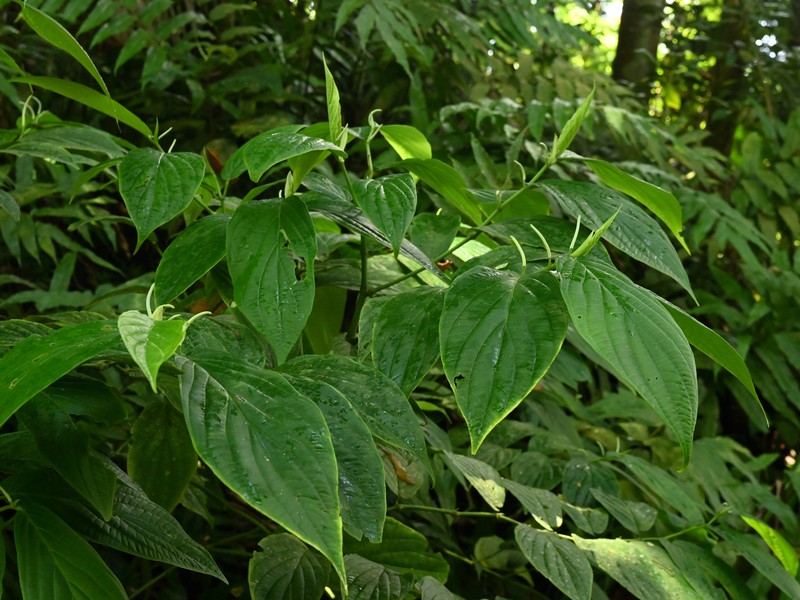 Jamaican Pepper photo 5