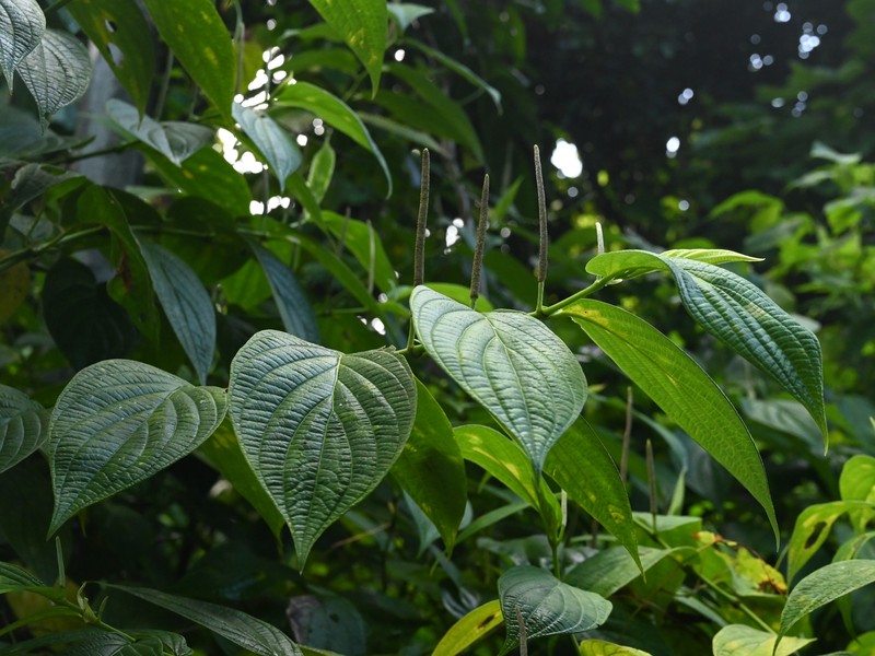Jamaican Pepper photo 6