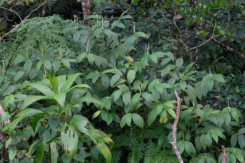 Jamaican Pepper