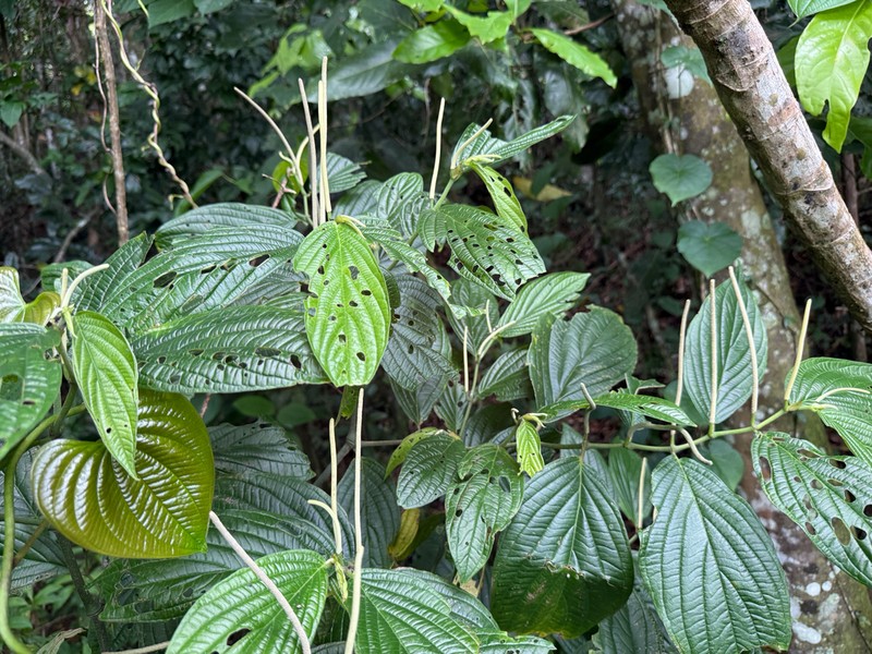 Jamaican Pepper photo 2