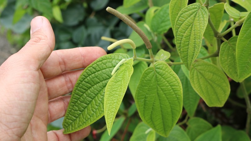 Jamaican Pepper photo 3