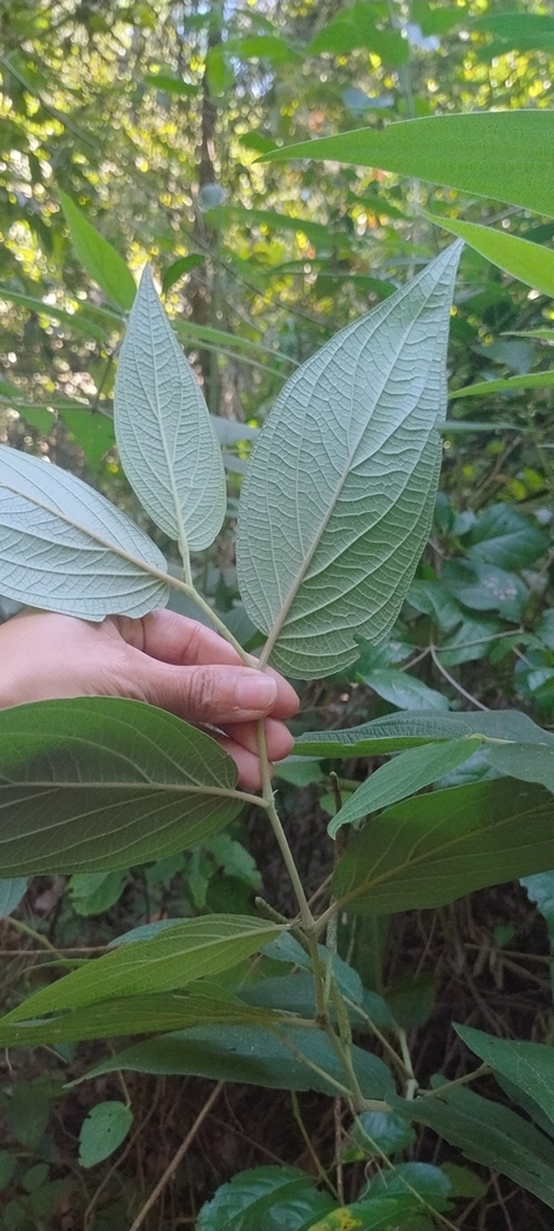 Jamaican Pepper photo 4