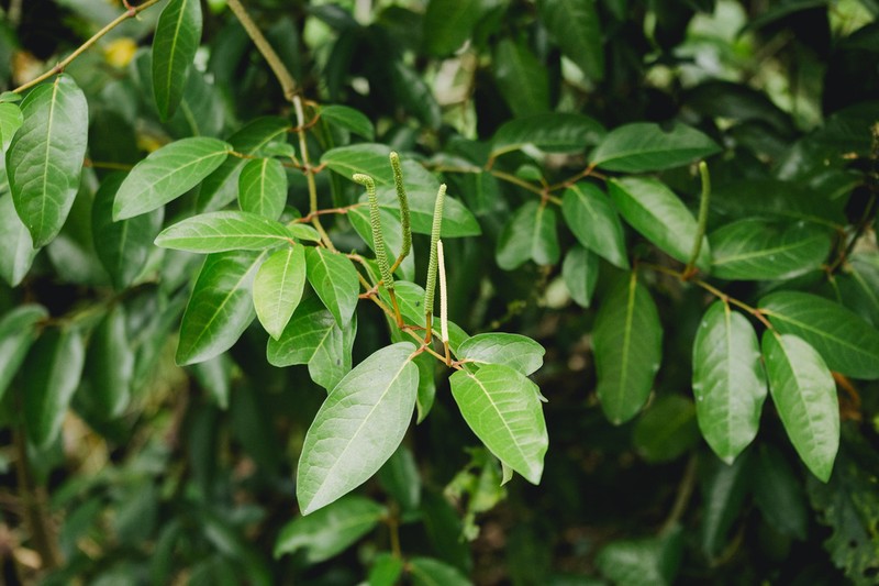 Jamaican Pepper photo 5