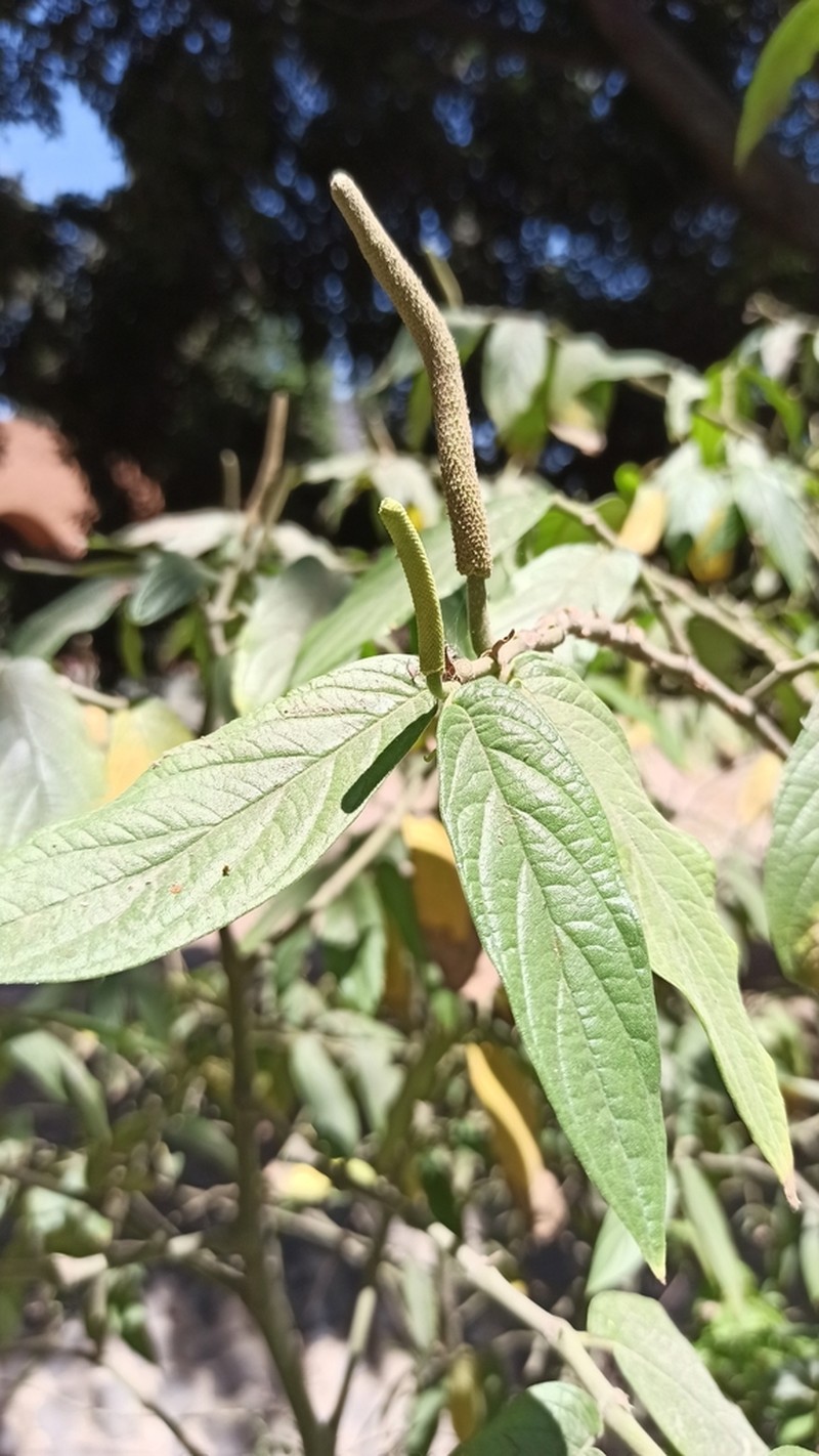 Jamaican Pepper photo 6