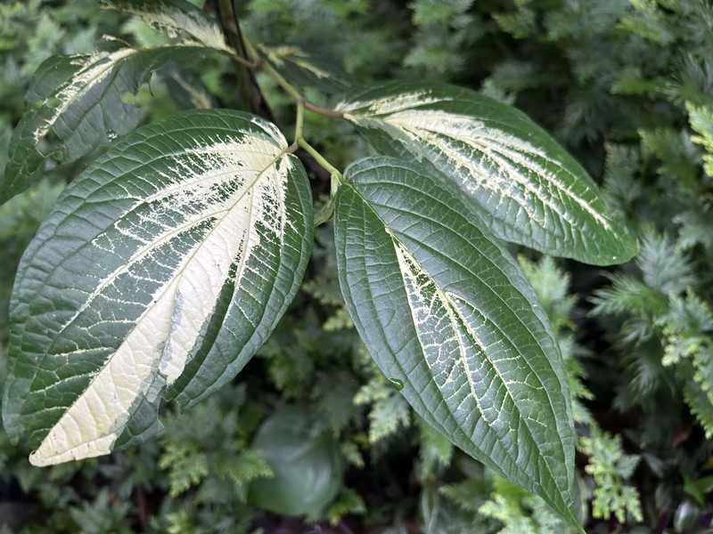 Jamaican Pepper photo 7