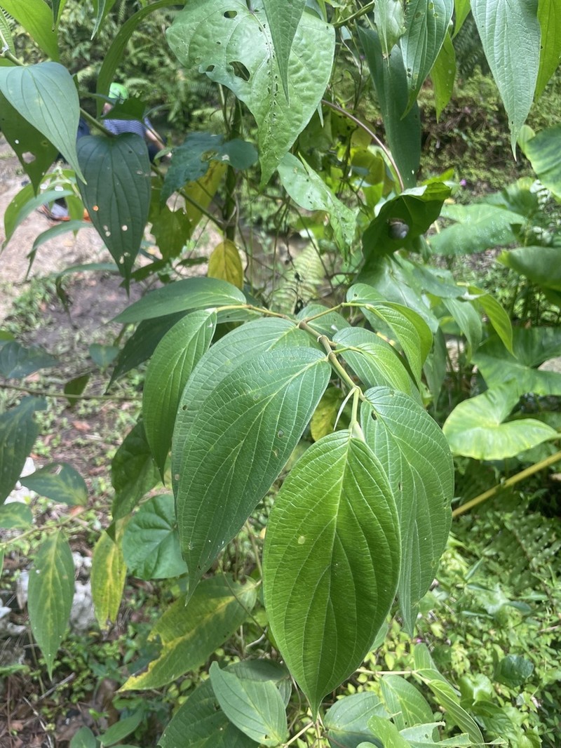 Jamaican Pepper photo 8