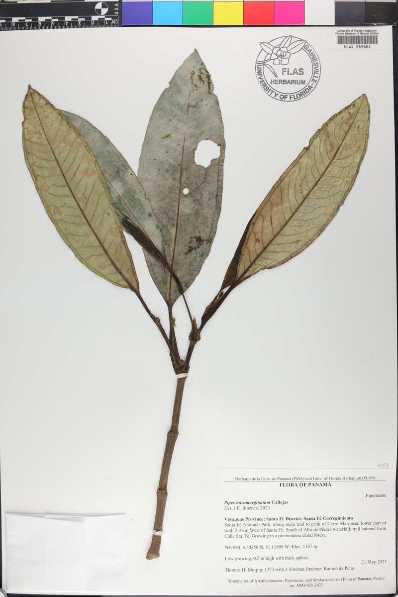 Piper intramarginatum