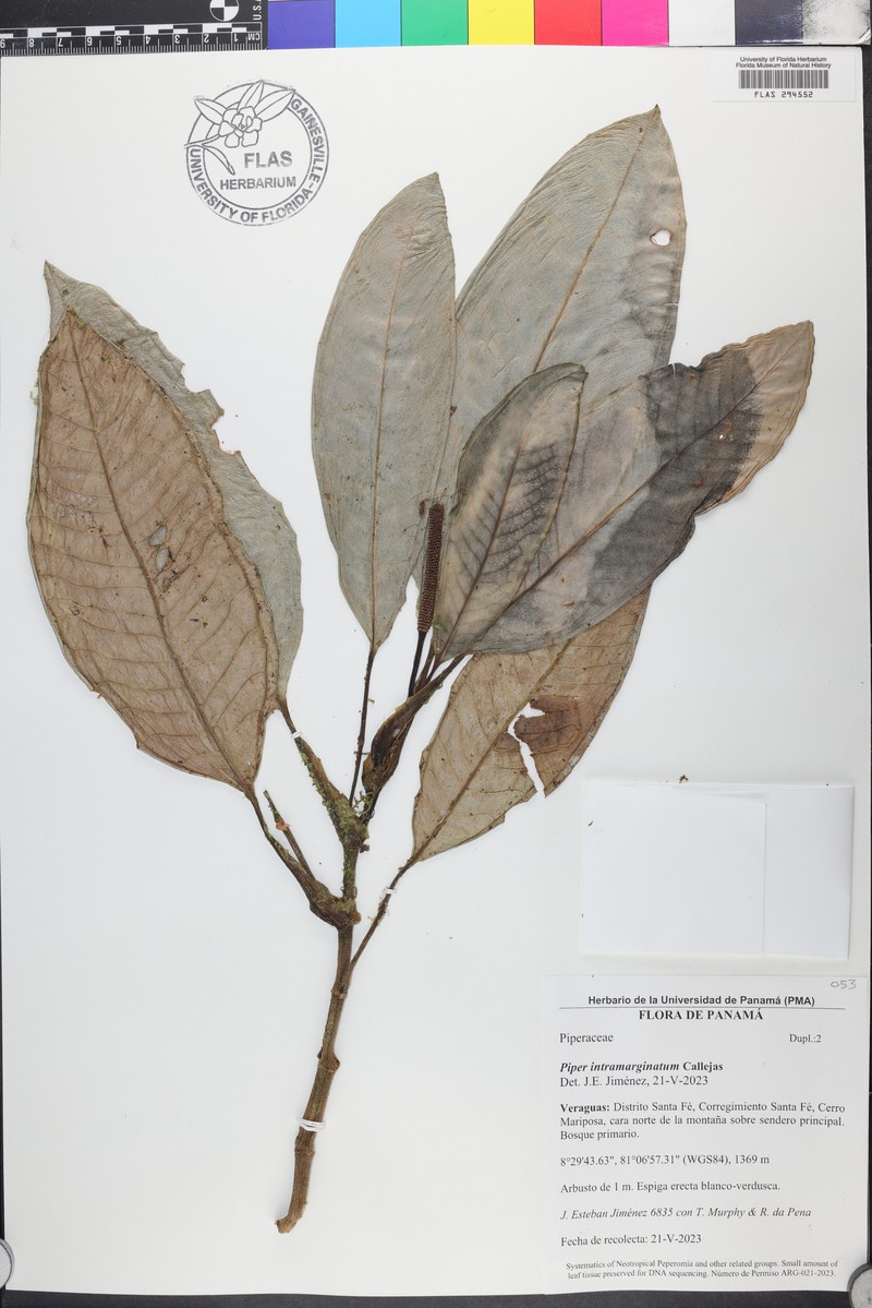 Piper intramarginatum photo 2