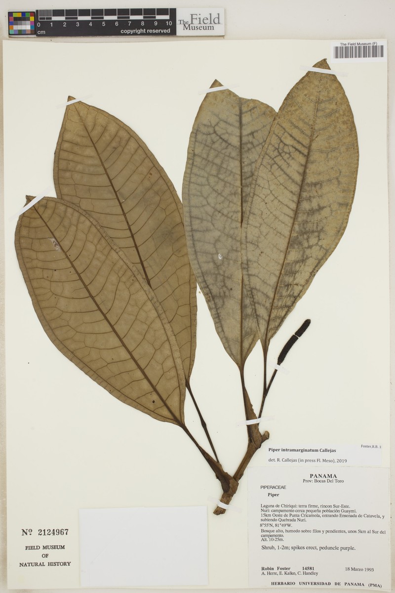Piper intramarginatum photo 3