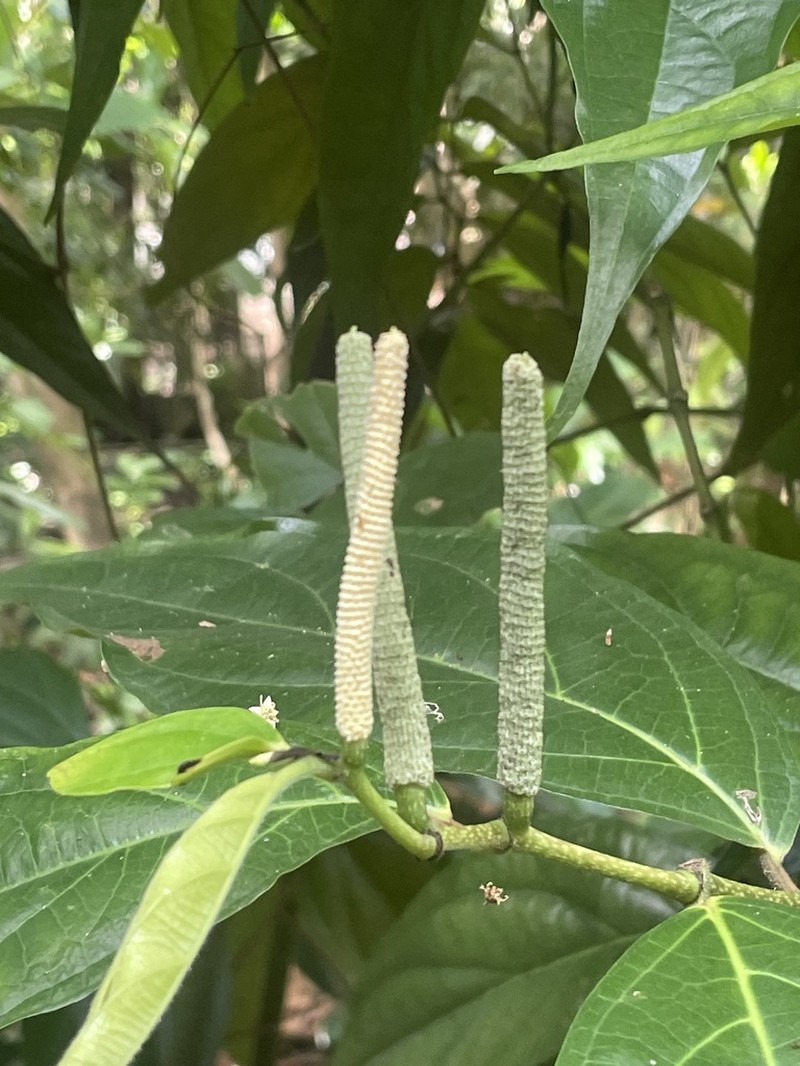 Caracas Pepper