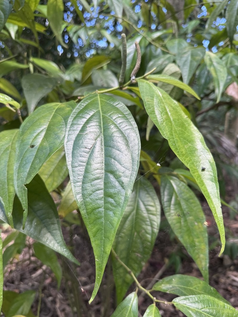 Caracas Pepper photo 2