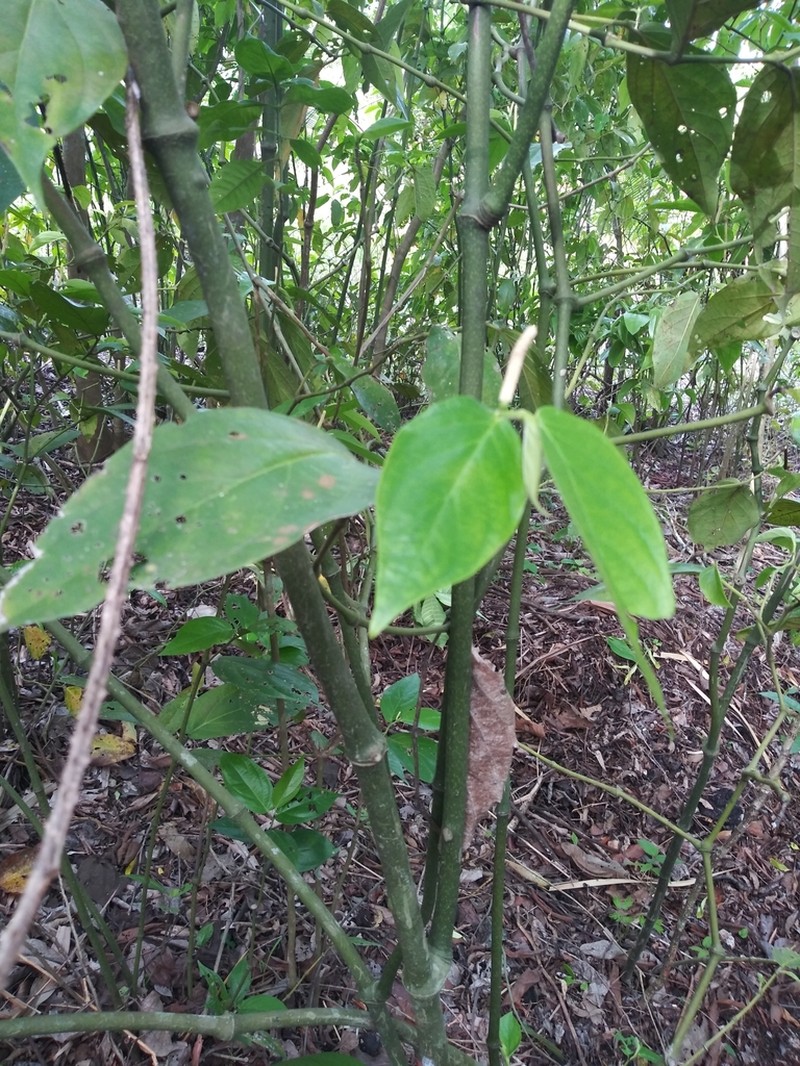 Caracas Pepper photo 3