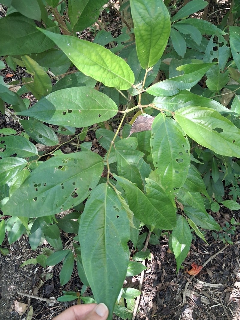 Caracas Pepper photo 4