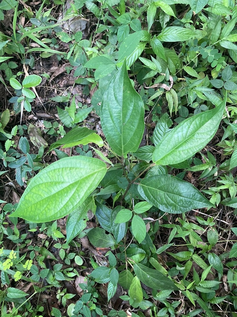 Caracas Pepper photo 5