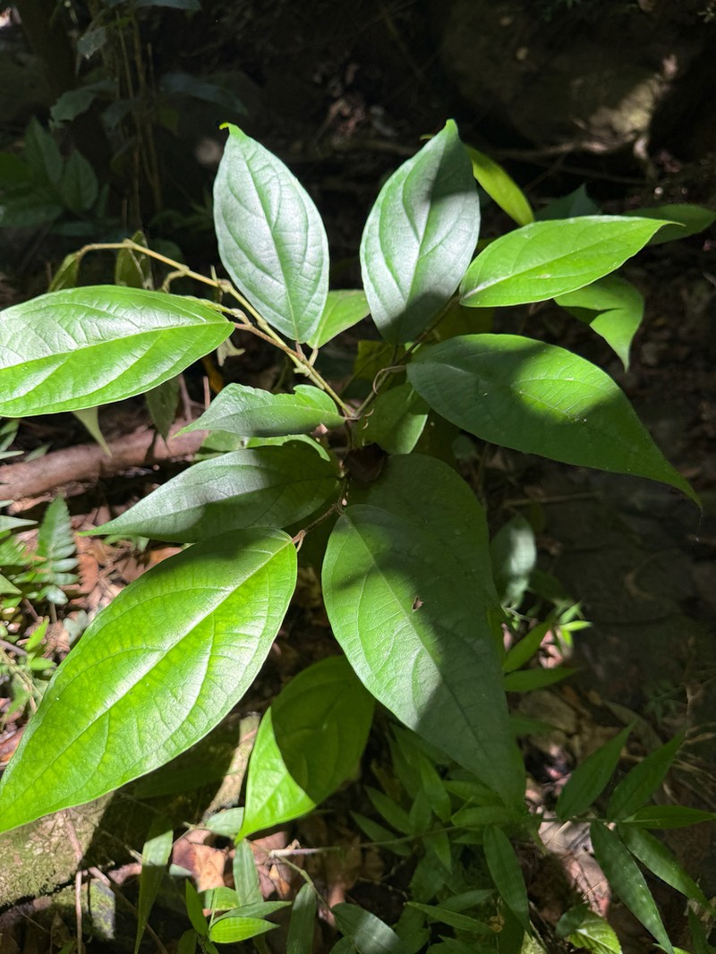 Caracas Pepper photo 6
