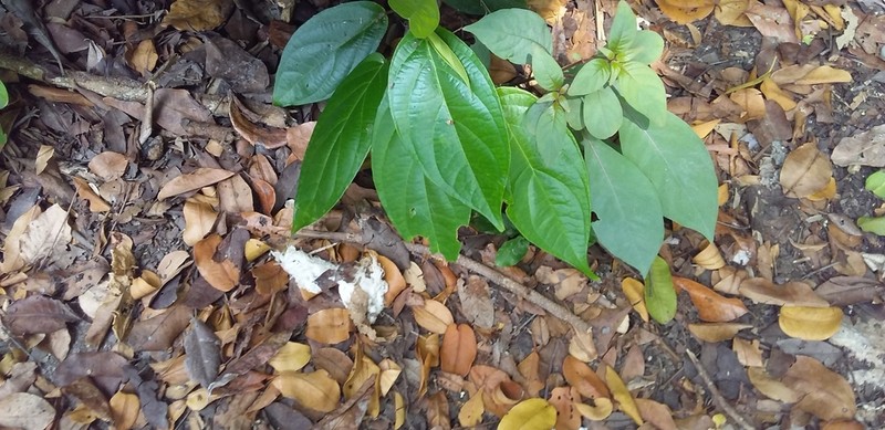 Caracas Pepper photo 7
