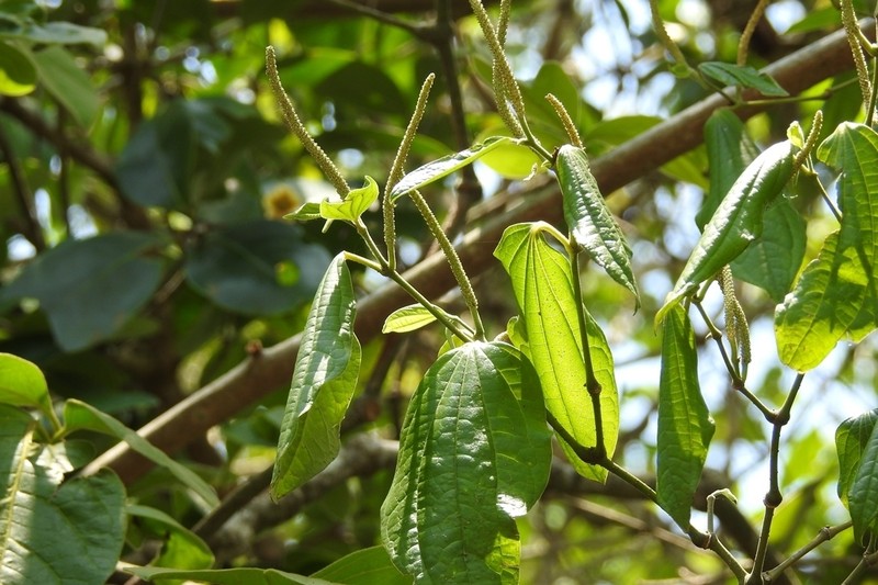 Caracas Pepper photo 8