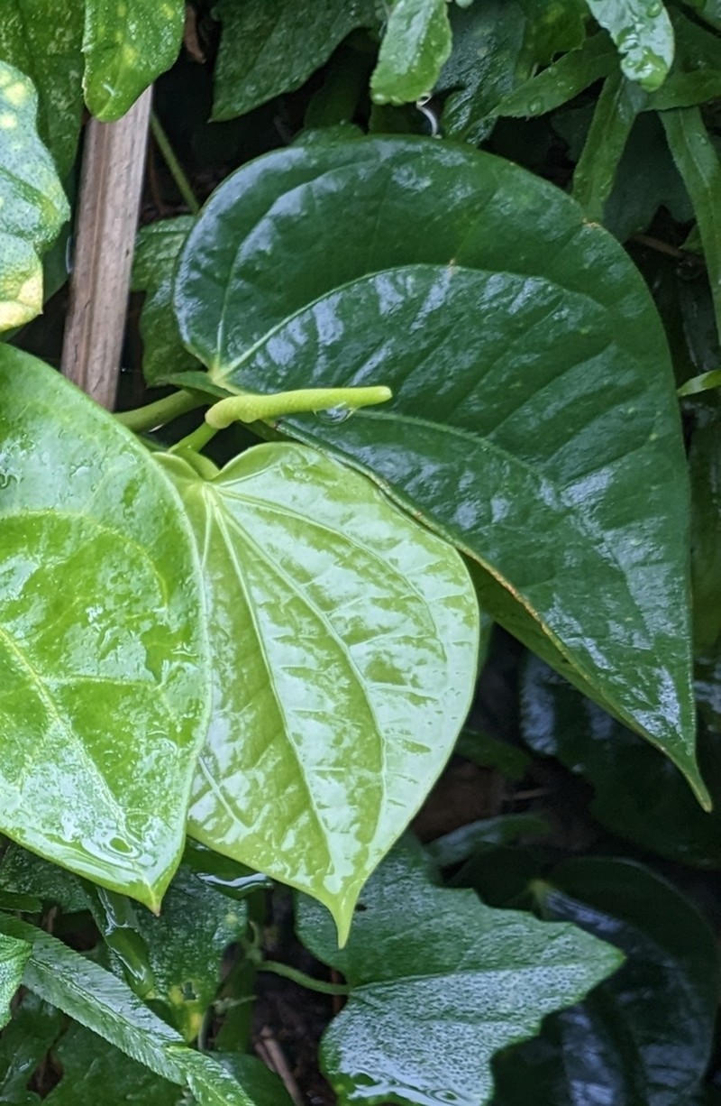 Piper lanyuense