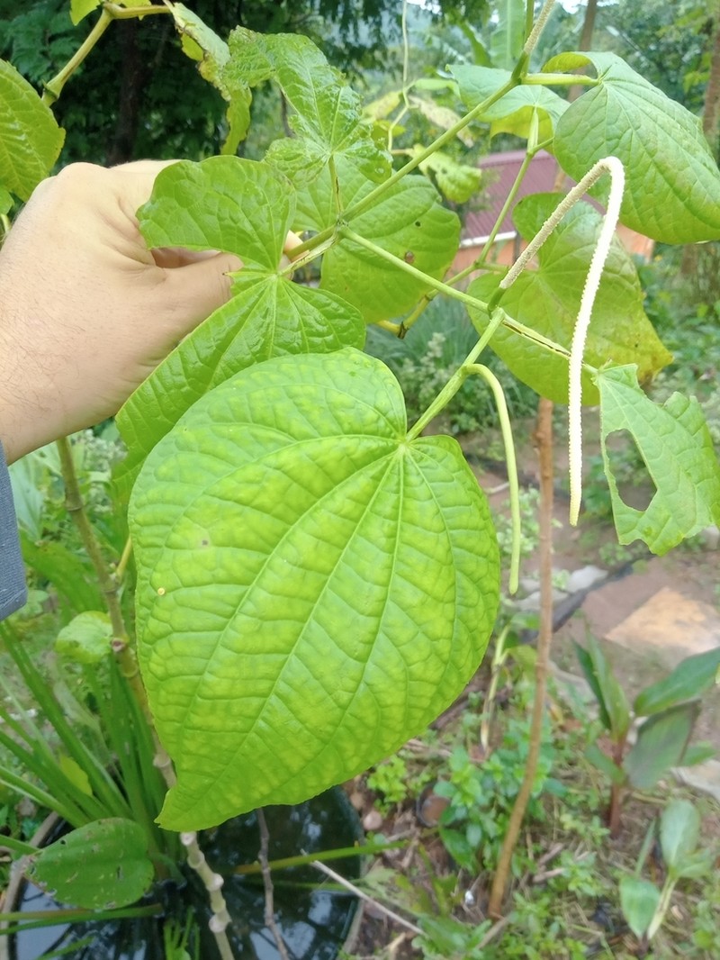 Marigold Pepper photo 2