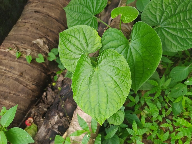 Marigold Pepper photo 4