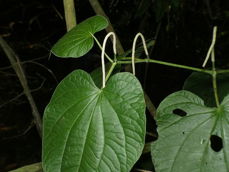 Marigold Pepper photo 6